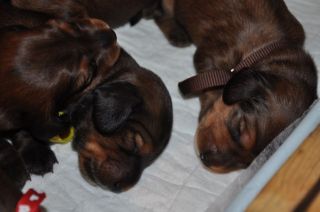 jamniki szczeni�ta